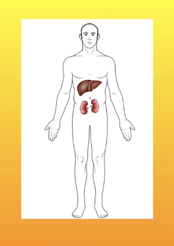 Combined liver-kidney transplantation